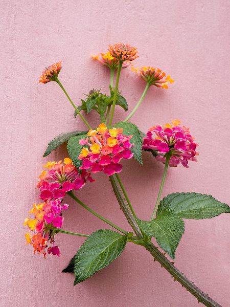 Eggers, Julie 아티스트의 Portugal-Obidos-Colorful lantana vine growing against a pink wall작품입니다.